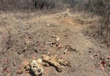 पन्ना टाइगर रिजर्व में नर बाघ की संदिग्ध मौत, कंकाल की हालत में शव बरामद