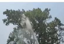 साहब का पालतू तोता उड़ गया ,पेड़ से उतारने के लिए पहुंची फायर ब्रिगेड, हजारों लीटर पानी बहाया The Sahib's pet parrot flew away; the fire brigade arrived to retrieve it from a tree and expended thousands of liters of water.