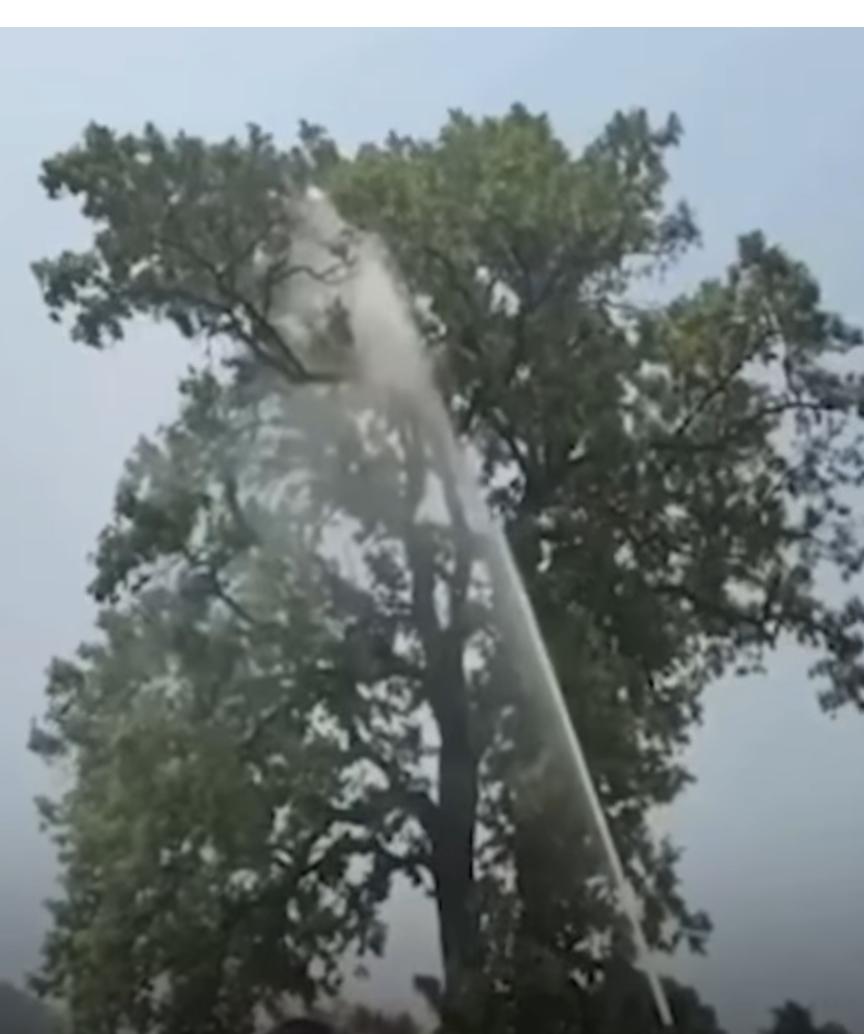 The Sahib's pet parrot flew away; the fire brigade arrived to retrieve it from a tree and expended thousands of liters of water.