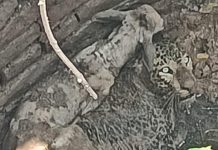 कुएं में फंसा तेंदुआ, साथ में ‘मेहमान’ बछड़ा … और फिर हुआ दोस्ती वाला रेस्क्यू! वन विभाग की सूझबूझ से दोनों की सुरक्षित जान बची