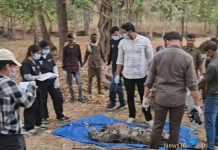 MP News: कान्हा में शावक और बालाघाट में वयस्क बाघ की मौत, जनवरी से अब तक मृत टाइगरों की संख्या 23 हुई