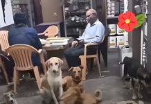 भीषण गर्मी में इंसानियत की ठंडी छांव: तपते इंदौर शहर में दुकानदार ने आवारा कुत्तों को दी शरण, करुणा की मिसाल बनी पहल