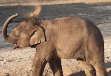 MP में थम नहीं रहा वन्य प्राणियों की मौत का सिलसिला, बांधवगढ़ की साढ़े 5 साल की फीमेल हाथी गायत्री की मौत