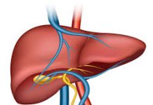Liver Protection: मानवता के आरोग्य का महामंत्र
