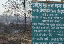 MP News: 50 हेक्टेयर में फैले 27 हजार 500 औषधीय पौधे जल कर हुए राख, वन विभाग की कार्यप्रणाली पर उठा गंभीर सवाल