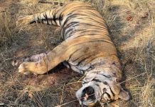 Bandhavgarh Tiger Reserve: सैलानियों का चहेता टाइगर पुजारा की टेरिटरी फाइट में मौत