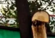 चोरों का दुस्साहस: MP के राजगढ़ में DFO -SDM के बंगले से ही चंदन का पेड़ काट ले गए