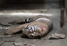 जिस टाइगर ने महिला को मारा, 3 घायल किए, वह अचानक कैसे मरा, रहस्य बरकरार!