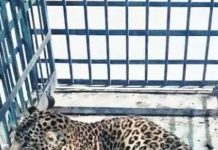 केनाइन डिस्टेम्पर बीमारी से पीड़ित मादा तेंदुआ पूरी तरह से स्वस्थ,वाइल्डलाइफ फॉरेंसिक एंड हेल्थ सेंटर को है वन विभाग के आदेश का इंतजार!