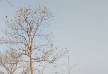 प्रशासन आपके द्वार,ग्राम छेड़का में कलेक्टर ने खेला गिल्ली-डंडा, बैलगाड़ी की सवारी कर लिया ग्रामीण संस्कृति का अनुभव