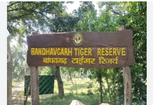 MP News: बांधवगढ़ टाइगर रिजर्व में तेंदुपत्ता तोड़ते समय टाइगर ने किया हमला, महिला की मौत, 3 घायल