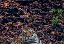 कान्हा में पर्यटकों के बीच बेहद लोकप्रिय बाघ ‘महावीर’ की आज संदिग्ध मौत, जनवरी से अब तक 34 बाघों की मौत