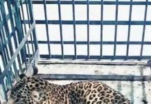 केनाइन डिस्टेम्पर बीमारी से पीड़ित मादा तेंदुआ पूरी तरह से स्वस्थ, वाइल्डलाइफ फॉरेंसिक एंड हेल्थ सेंटर को है वन विभाग के आदेश का इंतजार!
