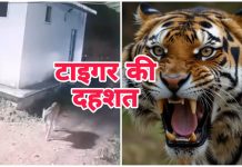बैरसिया में टाइगर मूवमेंट से अलर्ट, 3 दिन से वन विभाग पुष्टि करने में ही लगा …