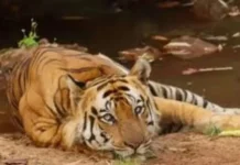 बांधवगढ़ टाइगर रिजर्व में हमलावर टाइगर की मौत का रहस्य बरकरार..!