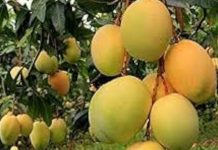 कविता-आम हो गए खास