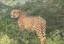 कूनो नेशनल पार्क में भारत में जन्मी 27 महीने की मादा चीता KGP-11 की इलाज के दौरान मौत