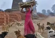 बेहद दर्दनाक और झकझोर देने वाली घटना: लकड़ी बीनने गई महिला को आवारा कुत्तों ने जिंदा नोच डाला, चीखें सुन दौड़े लोग लेकिन नहीं बच सकी जान