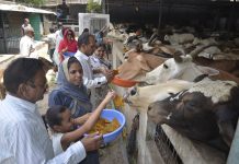 Malpua Offered as Bhog to two Thousand Cows : पुरषोत्तम मास में 2 हजार गोमाताओं को 4 हजार मालपुए का भोग!