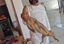 Rescue of Wild Animal Chandan Goyra : रतलाम में दुर्लभ वन्यजीव चंदन गोयरा मिलने से हड़कंप, 3 फिट लम्बे और 5 किलो वजनी वन्यजीव का गणेश मालवीय ने किया रेस्क्यू!