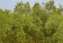जून का महीना है, नीम के पेड़ की छाँव में कभी दुपहरी गला करती थी