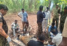 बांधवगढ़ में घायल टाइगर का उपचार कर जंगल में छोड़ा