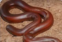 Red Sand Boa Smuggling : वन्यप्राणी दोमुंहा सांप की तस्करी करने वाले को 3 वर्ष की सजा!