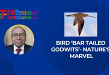 Bird ‘Bar Tailed Godwits’- Nature’s Marvel