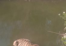 Kanha Tiger Reserve: भीषण गर्मी के लिए कान्हा में वन्य प्राणियों के जलस्रोतों की विशेष निगरानी एवं प्रबंधन
