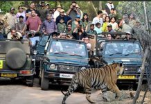 Bandhavgarh Tiger Reserve in Dispute Again: नियम ताक पर रख वनराज ‘बजरंग’ की घेराबंदी कर फोटोग्राफी की, वायरल तस्वीरों से मचा हड़कंप!