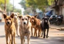 Dog Bite: अहिल्या नगरी इन्दौर में श्वान दंश का गंभीर संकट और बचाव के जीवन रक्षक उपाय