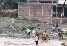 खरगोन में बाढ़ बनी जानलेवा: उफनती पुलिया से गुजरी यात्री बस, बच्चों-ग्रामीणों ने भी जान जोखिम में डालकर पार की नदी; प्रशासन की लापरवाही पर उठे सवाल